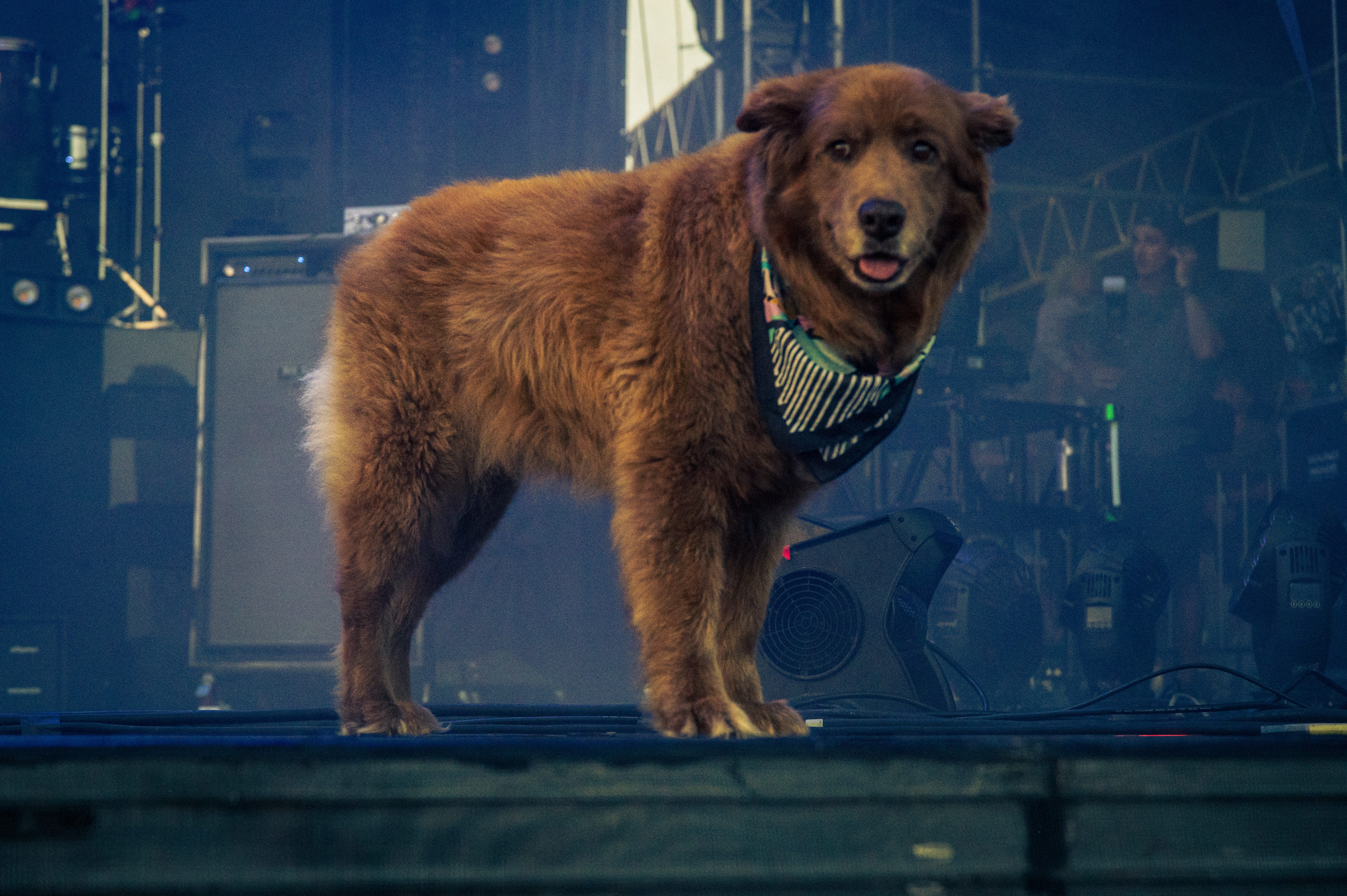 Cocoa, the Stick Figure Tour Dog